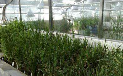 植物培养气候室