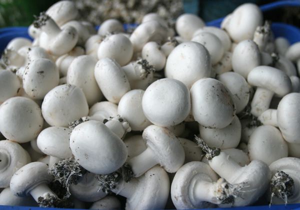 双孢蘑菇